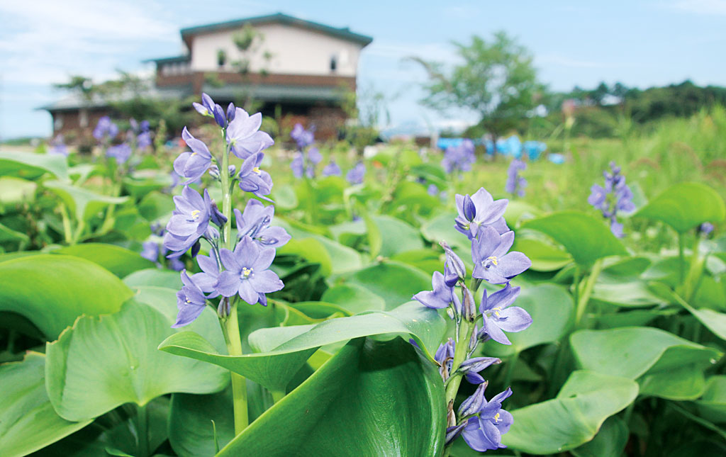 ミズアオイ画像