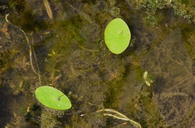 ジュンサイ画像