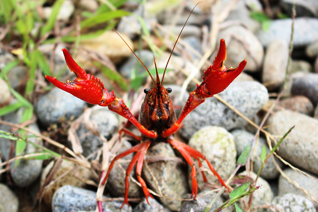 アメリカザリガニ画像