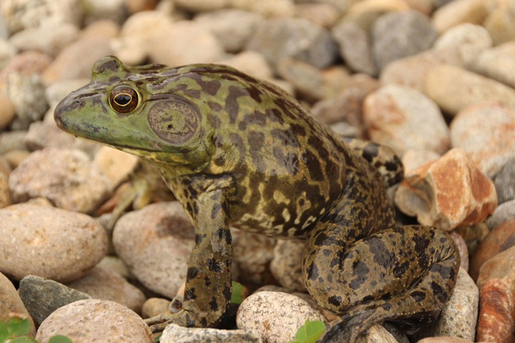 ウシガエル画像