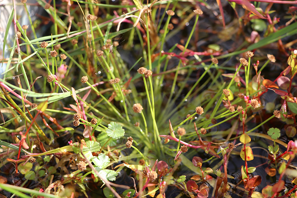 ヒロハイヌノヒゲ画像