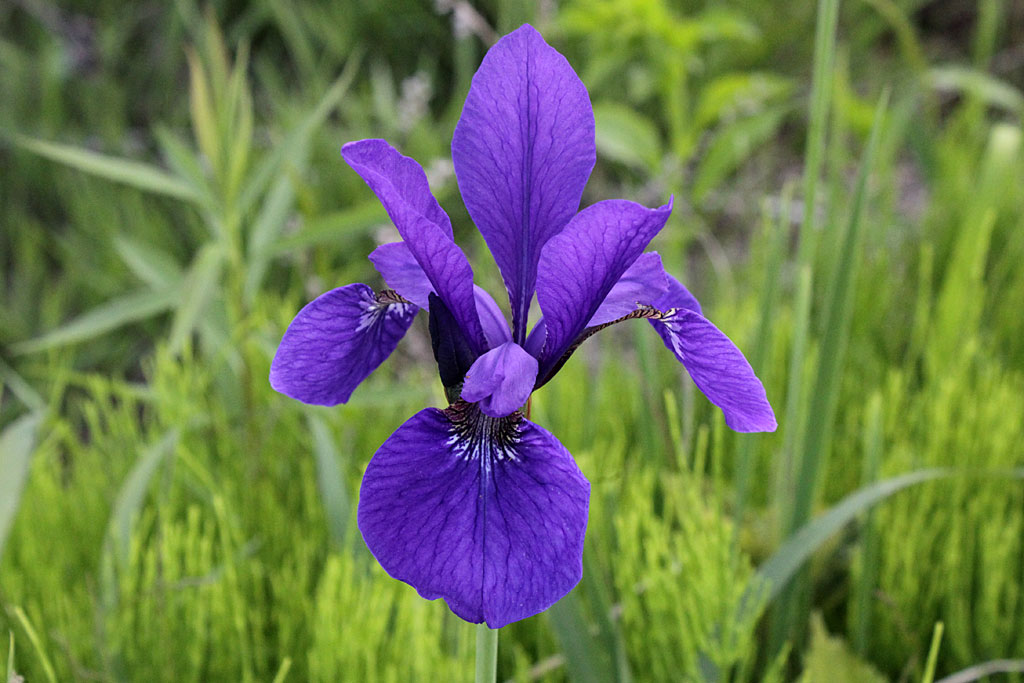 カキツバタ画像