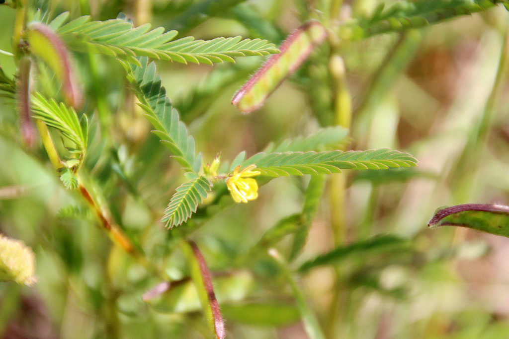 カワラケツメイ画像