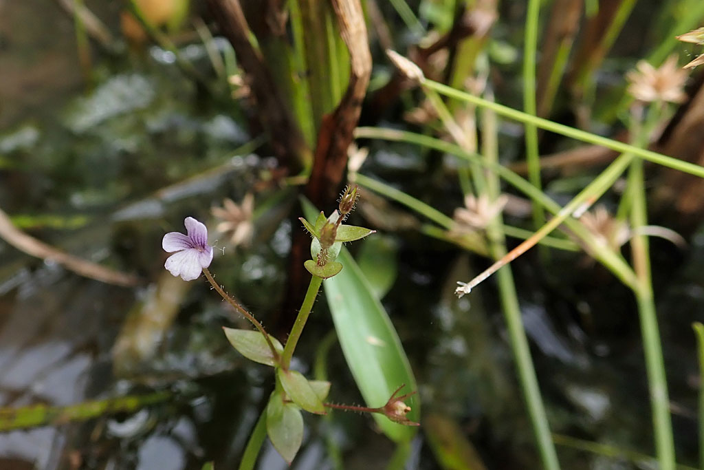マルバノサワトウガラシ画像