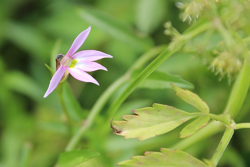 ミゾカクシ画像