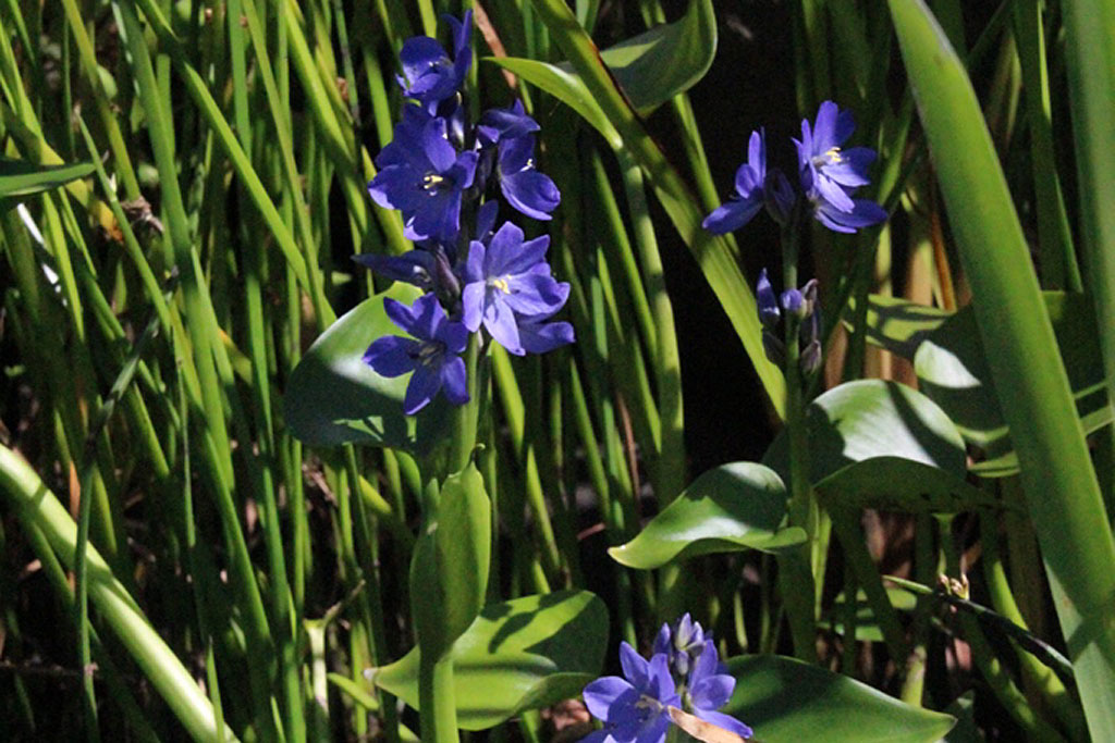 ミズアオイ画像