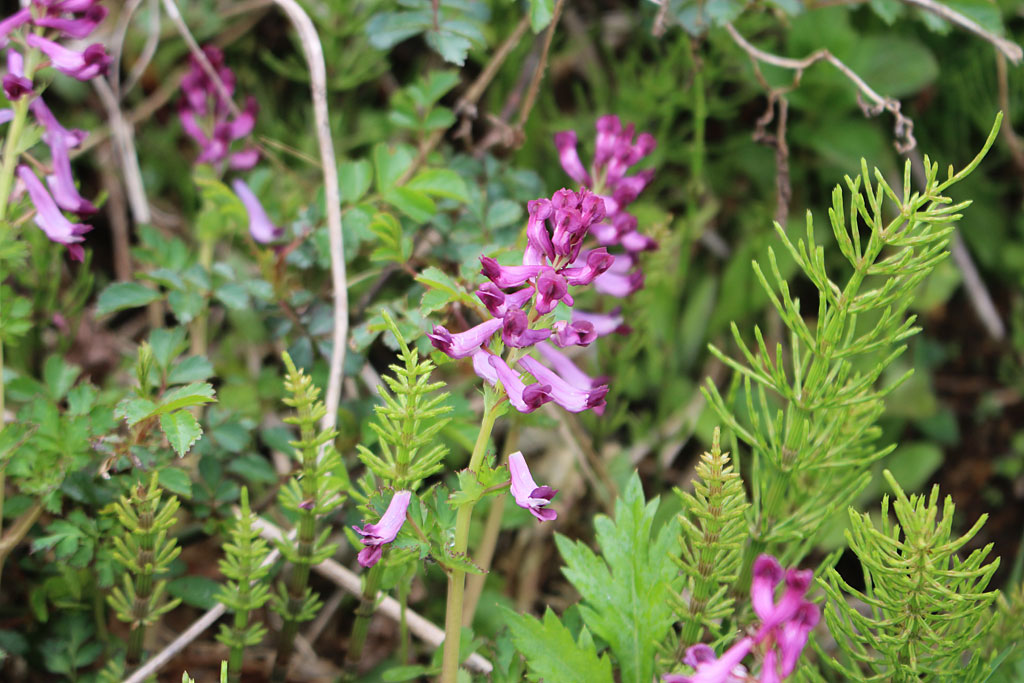 ムラサキケマン画像