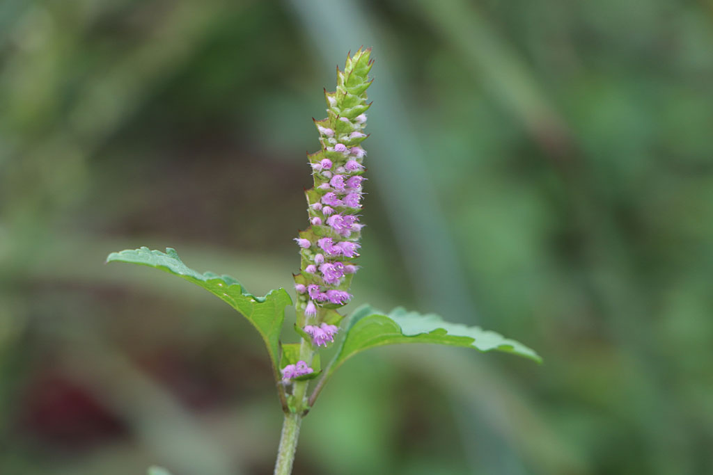 ナギナタコウジュ画像