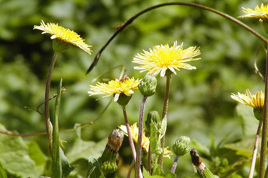 ニホンタンポポ画像