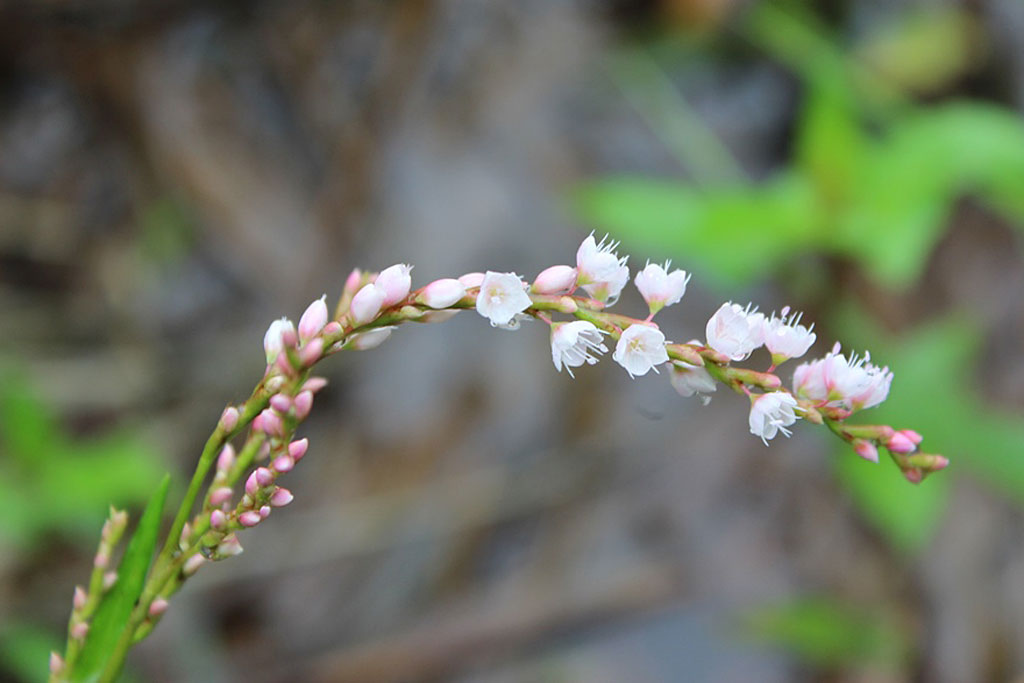 サクラタデ画像