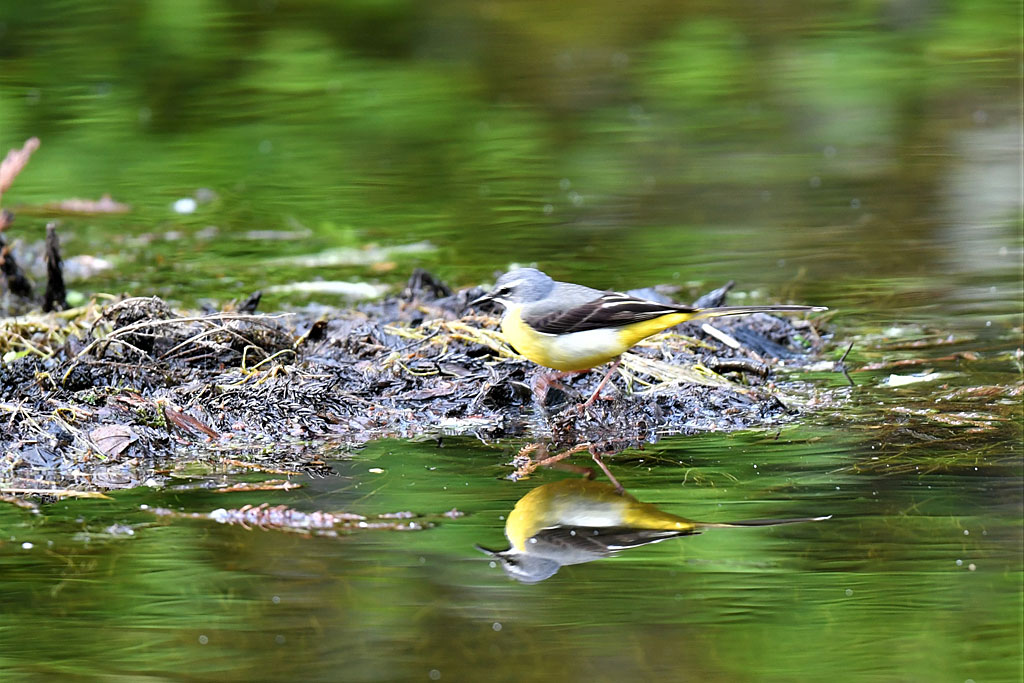 キセキレイ画像