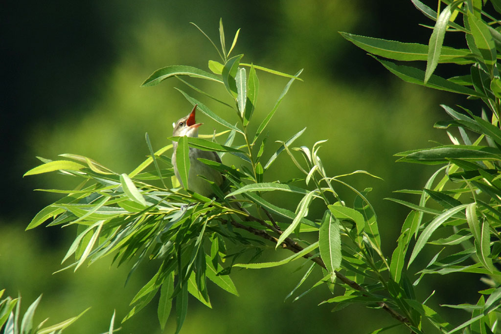 オオヨシキリ画像
