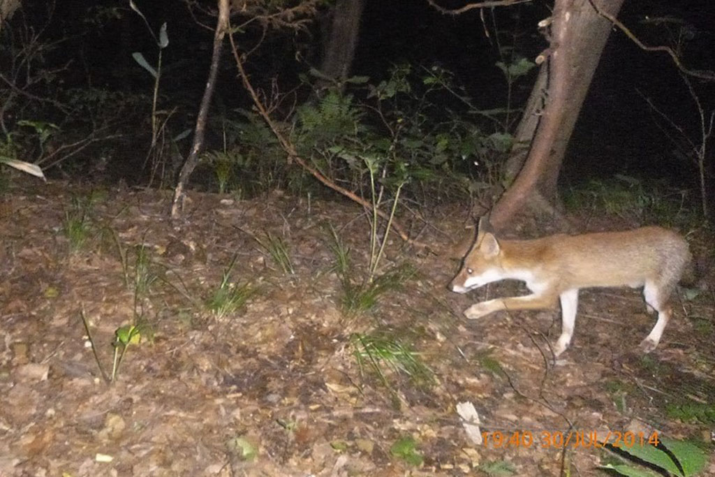 ホンドギツネ画像