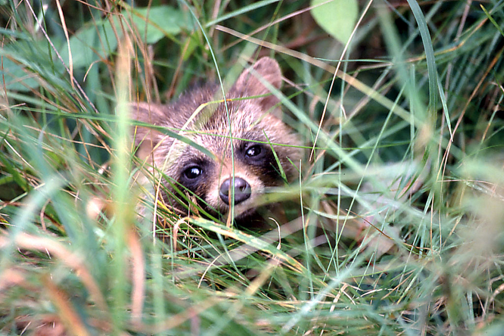 ホンドタヌキ画像