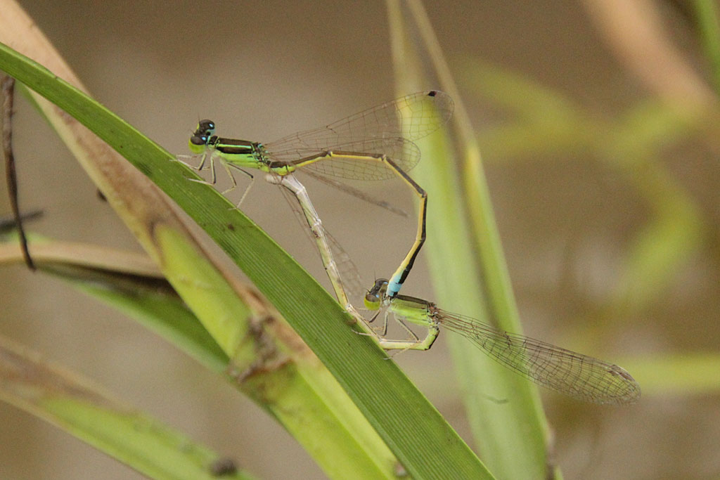 アジアイトトンボ画像