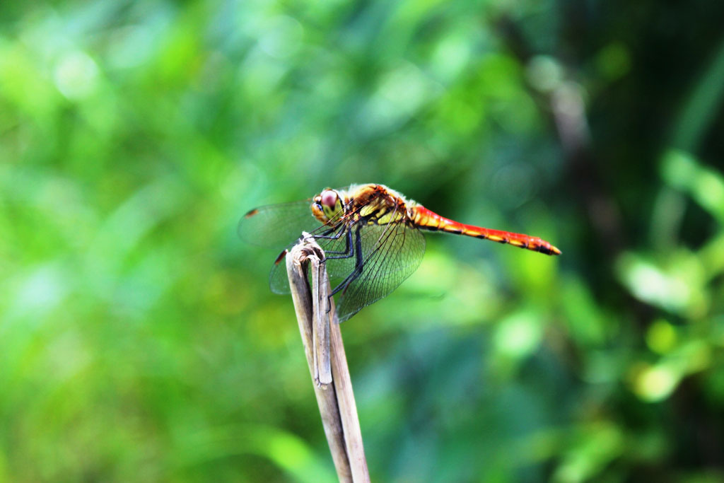 アキアカネ画像