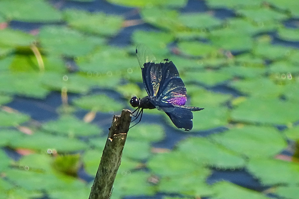 チョウトンボ画像