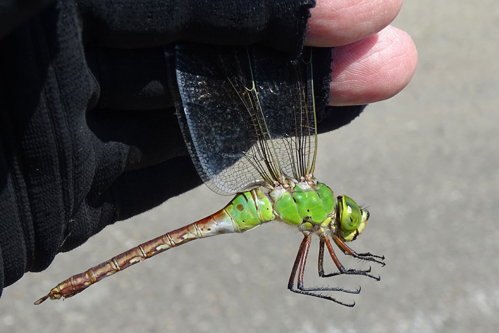 ギンヤンマ画像