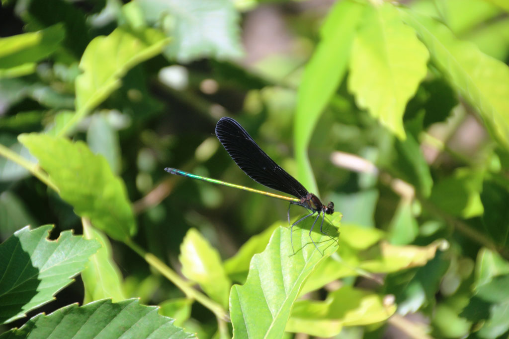 ハグロトンボ画像