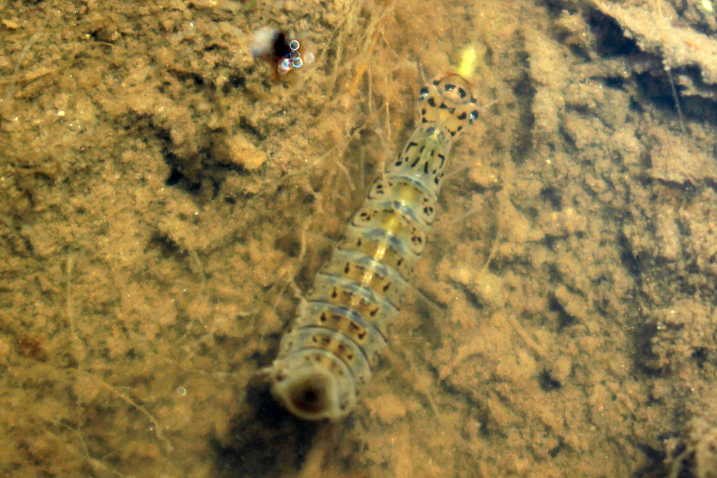 ハイイロゲンゴロウ画像