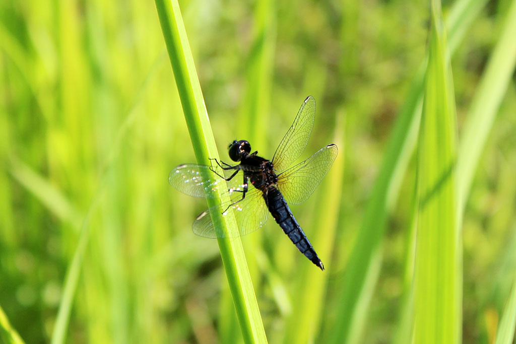 ハラビロトンボ画像