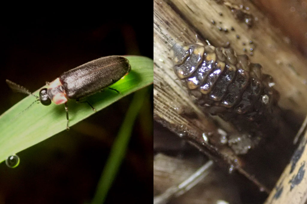 ヘイケボタル画像