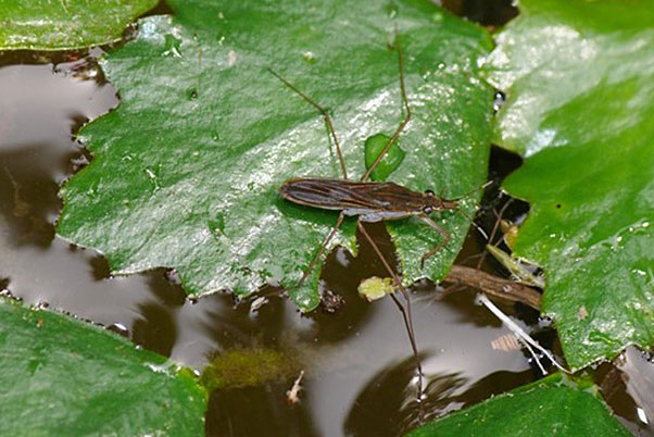 ヒメアメンボ画像