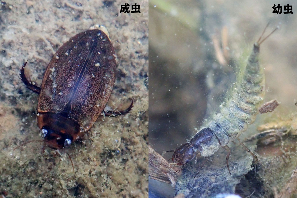 ヒメゲンゴロウ画像