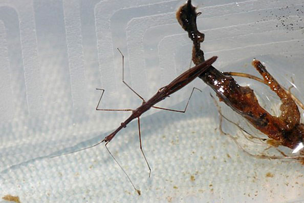 ヒメイトアメンボ画像