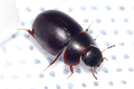 ヒメセマルガムシ画像