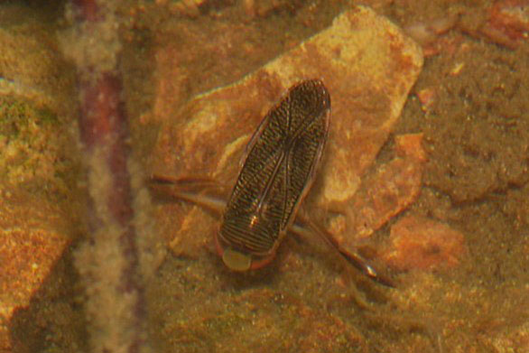 ホッケミズムシ画像