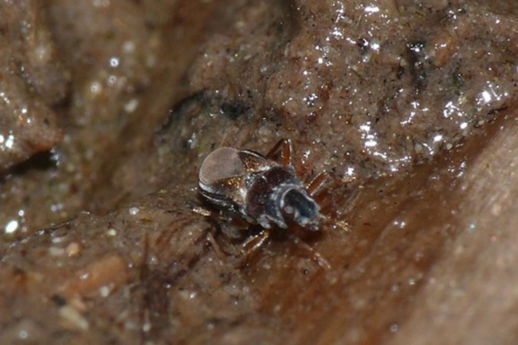 ケシミズカメムシ画像