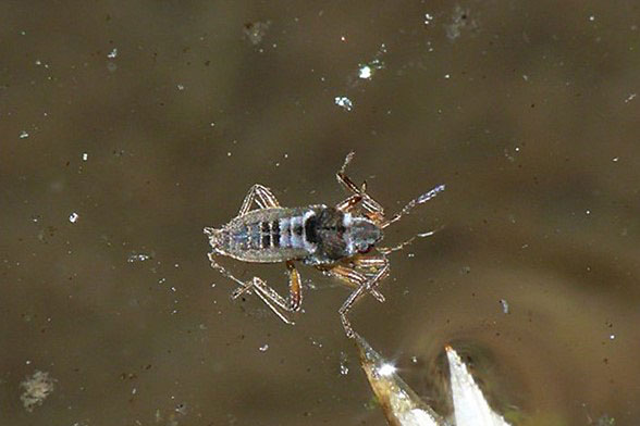 ケシカタアメンボ画像