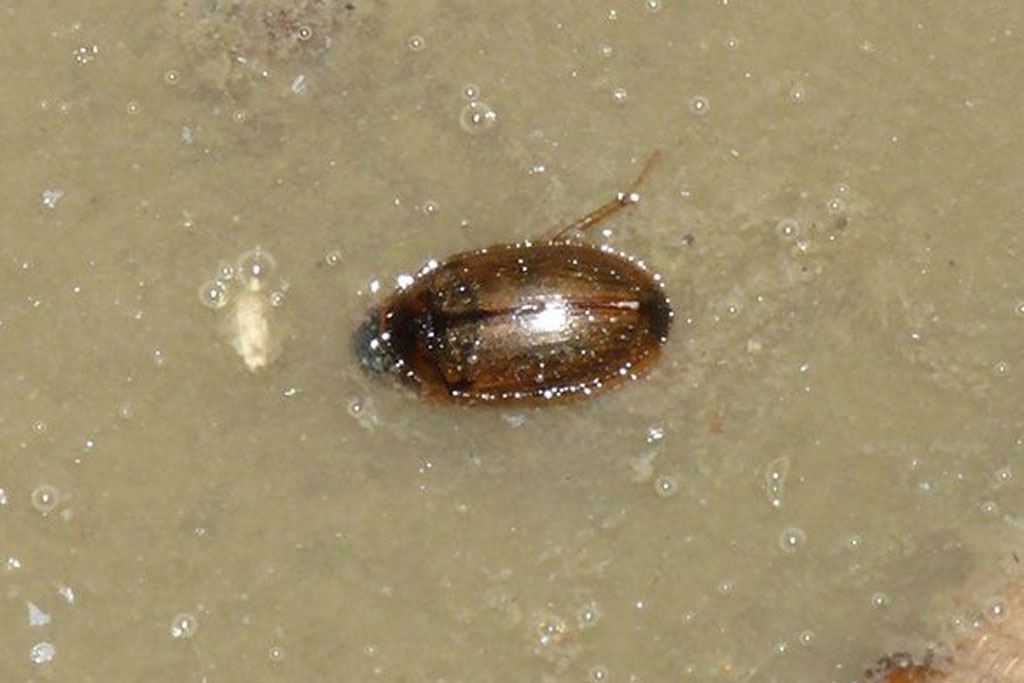 キイロヒラタガムシ画像