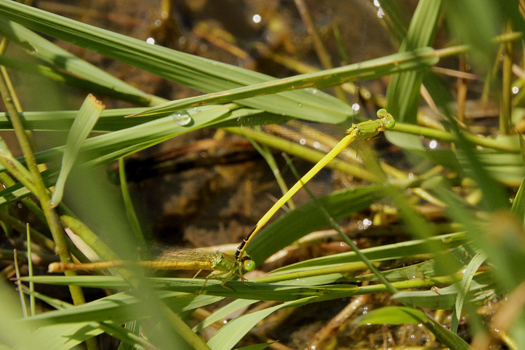 キイトトンボ画像