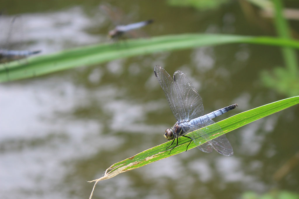 コフキトンボ画像