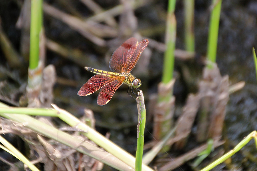 コフキトンボ（帯型）画像