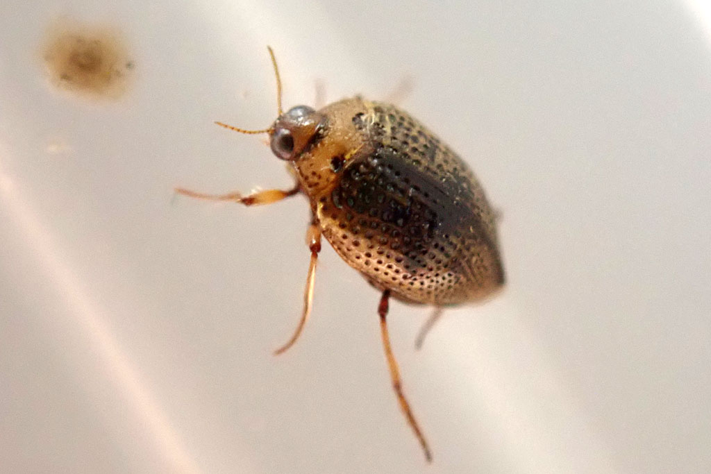 コガシラミズムシ画像