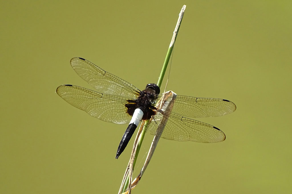 コシアキトンボ画像