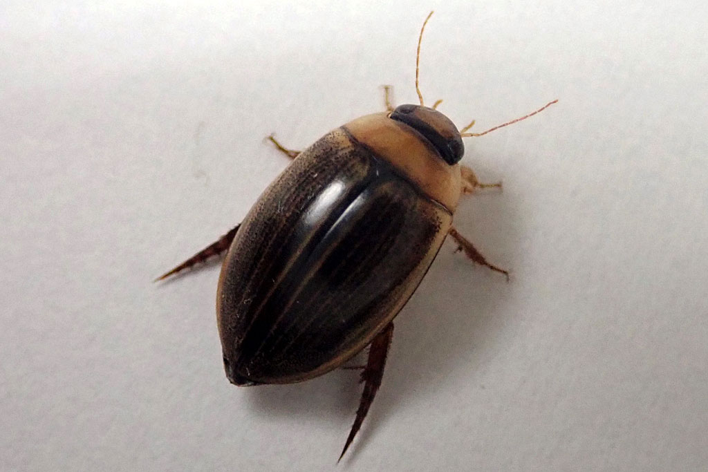 コシマゲンゴロウ画像