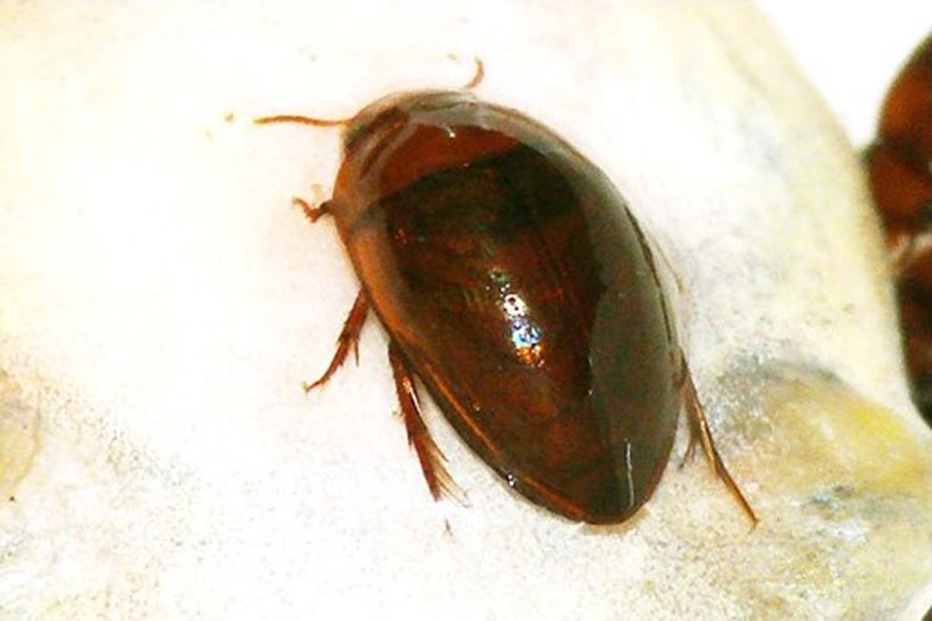 コツブゲンゴロウ画像