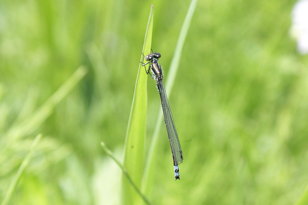 クロイトトンボ画像