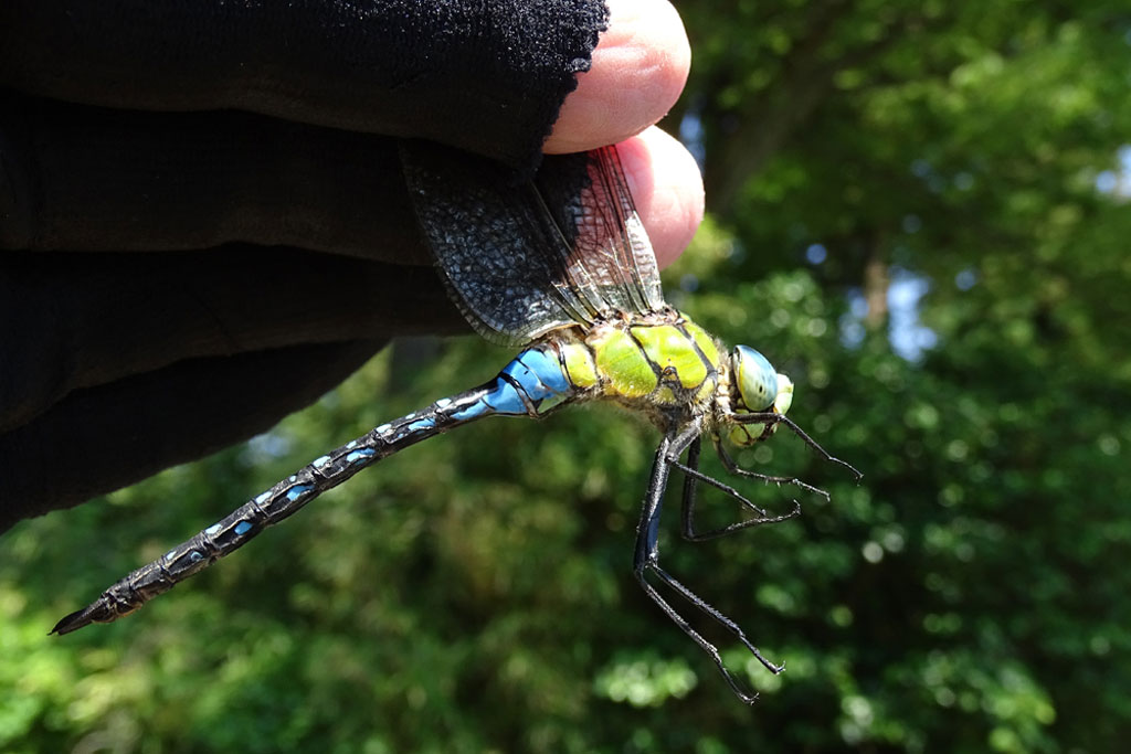 クロスジギンヤンマ画像