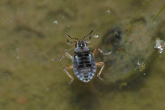 マダラケシカタアメンボ画像