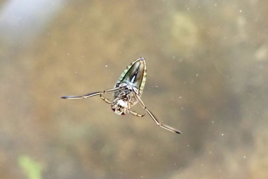 マツモムシ画像