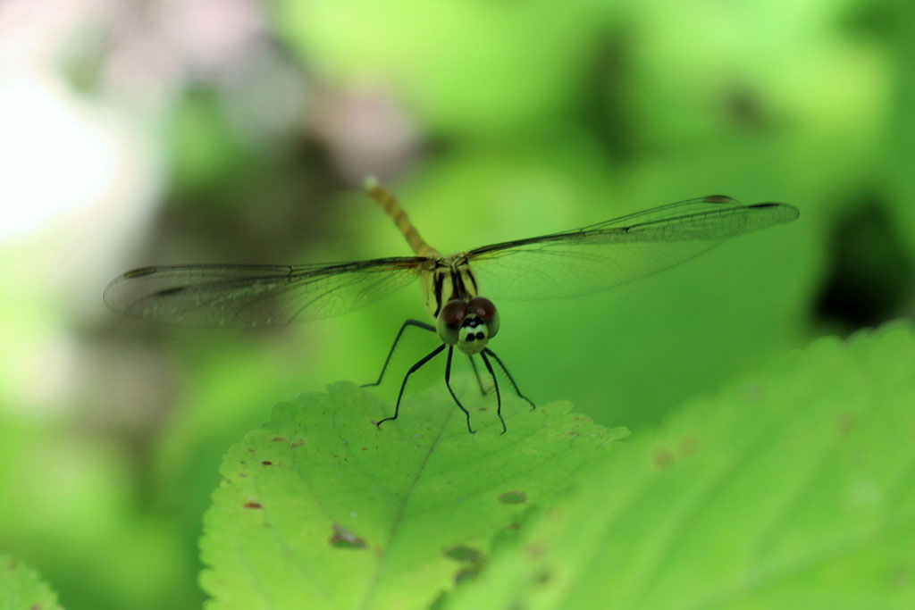 マユタテアカネ画像