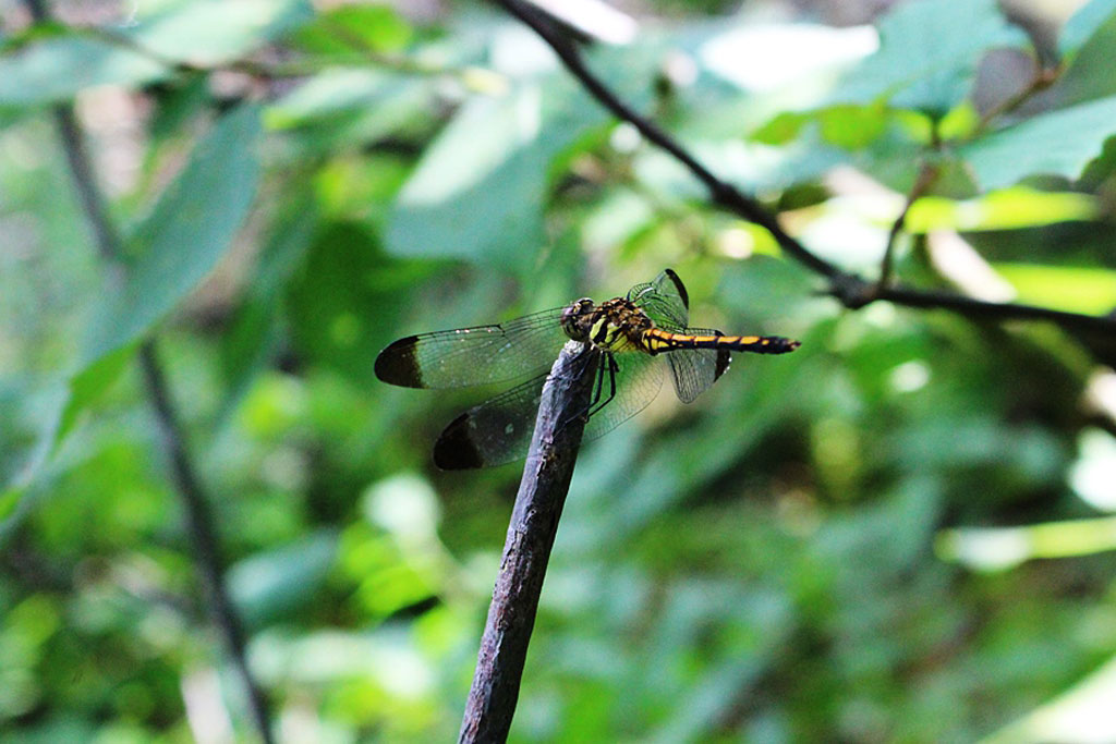 ノシメトンボ画像
