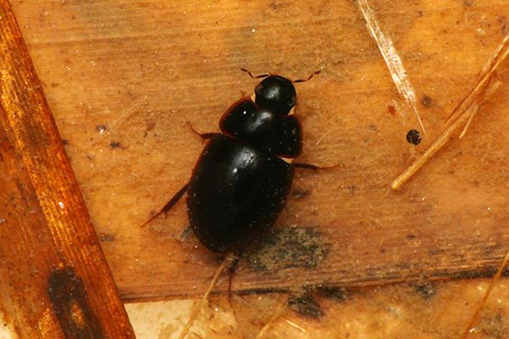 オオヒラタガムシ画像