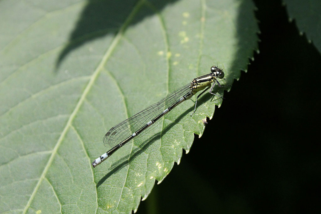 オオイトトンボ画像