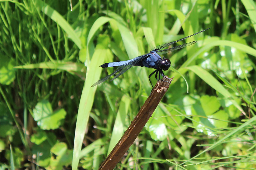 オオシオカラトンボ画像